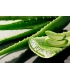Gel d'Aloe vera Natif Bio – Remèterre