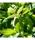 Framboisier Bio – Feuilles – Plantes & Potions