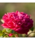Crème visage Rose et Safran - Les fleurs de Basile